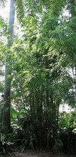 100 Gracilis Bamboo Seeds