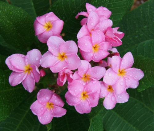 Semi plumeria bellavista - semi, di