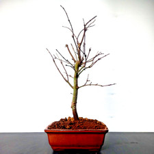 Bonsai di acero palmato vaso