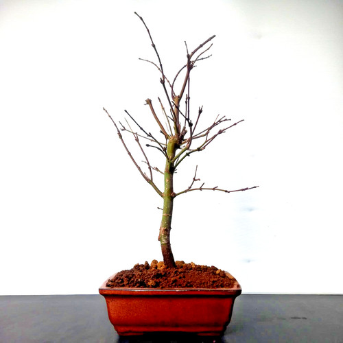 Bonsai acero palmato vaso - di,