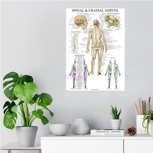 Poster anatomia nervi corpo - poster,