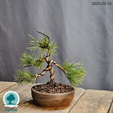 Pinus Mugo Bonsai Outdoor