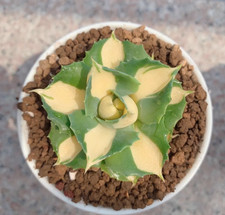 Pianta succulenta 4-5 cm