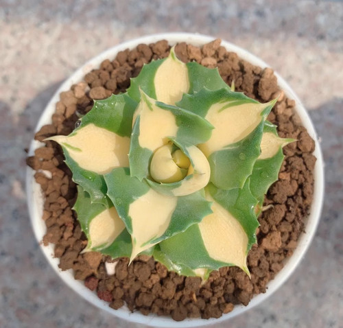 Pianta succulenta cm - 4-5,