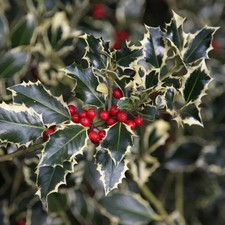 Agrifoglio variegato Ilex