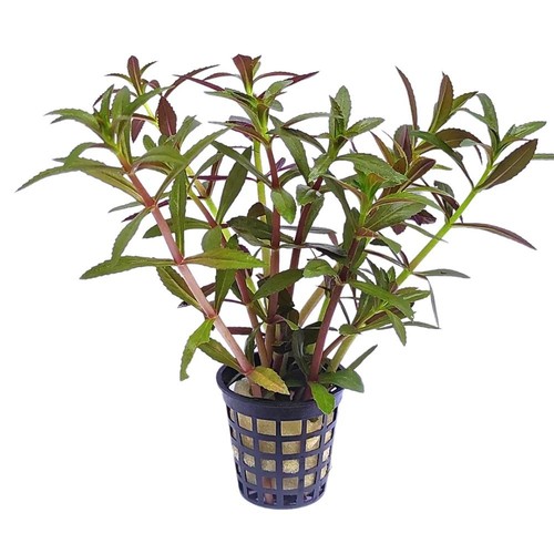 Limnophila aromatica - limnophila,