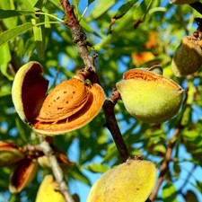 Pianta frutto mandorlo - pianta,