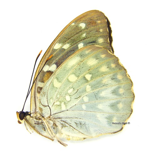 Farfalla nymphalidae non - farfalla/nymphalidae,