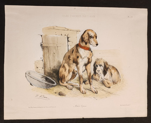 Cani cane segugio bella - segugio,