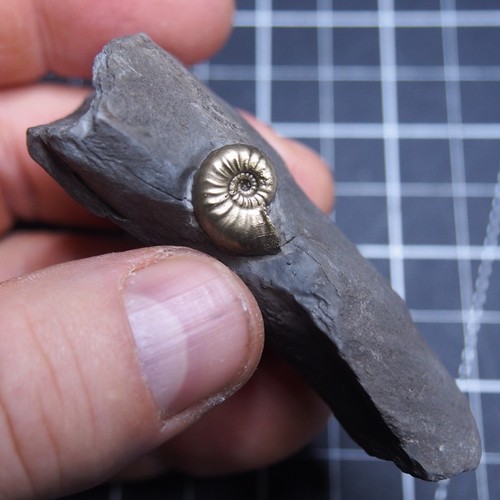 Osperlioceras authelini piatto - osperlioceras,