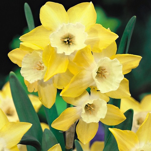 Narcisi bulbi fiori cipolle - narcisi,