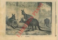 Canguro - Il kanguro - La vicuna.