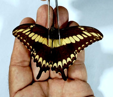 papilio ornithyon maschio