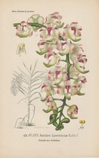 Orchidea Aerides lawrenciae