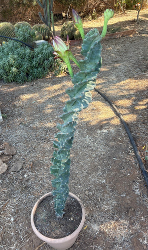 Cereus forbesii spiralis - forbesii,