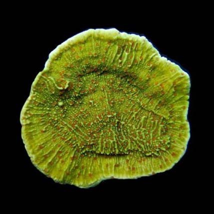 Corallo capricornis polipo - corallo,