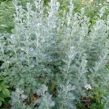 5000 semi Assenzio Maggiore