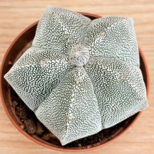 Astrophytum onzuka pot 6 5 - astrophytum, ,