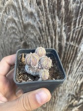 Euphorbia Dicotomica / Collection Plant/wild Plant