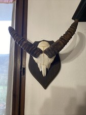 TROFEO CACCIA CORNA CON