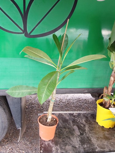 Plumeria una pianta - una,