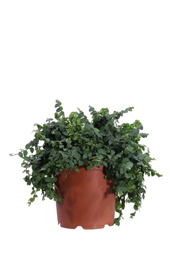 Pianta vera ficus pumila o - pianta, di