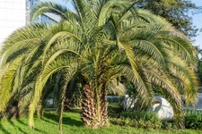 10 semi di palma palma geleepalme butia odorata semi di palma esotici palm seed 