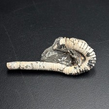 Heteroptychoceras obatai ammonite – Late Cretaceous Campanian, Hokkaido Japan