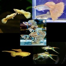 Pesci Guppy Pacchetto Di 5