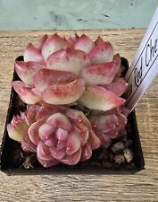 Echeveria Red Cherry cluster