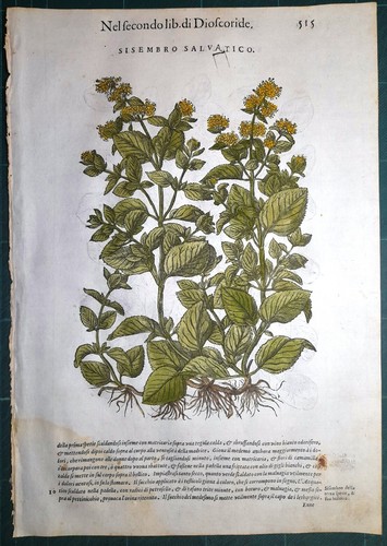 Stampa antica mattioli - stampa,