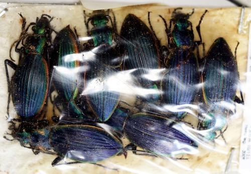 Ceroglossus chilensis
