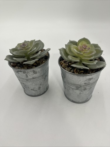 Succulente finte pezzi in - 2,