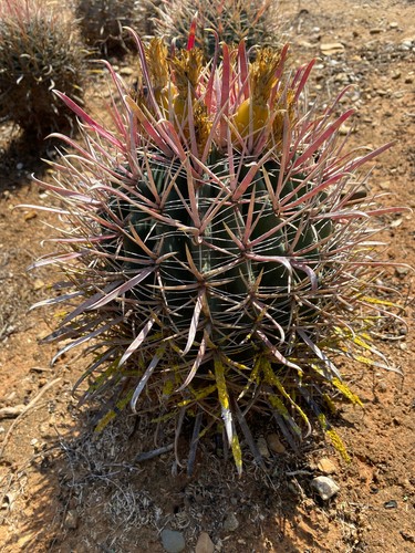 Ferocactus gracilis - ferocactus, seme)