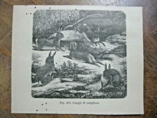 stampa antica CONIGLIO CONIGLI DI CONIGLIERA ALLEVAMENTO - 1888