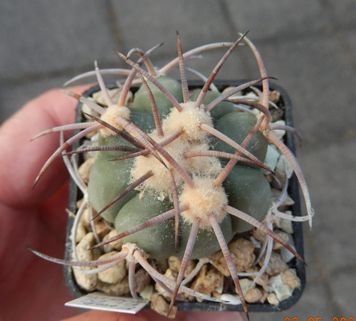 Echinocactus horizonthalonius
