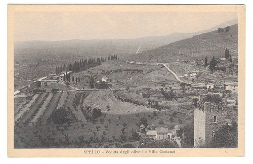 Spello oliveti e - (perugia),