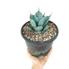 Agave parryi cv 'BLUE
