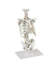 Modello anatomico colonna - modello,
