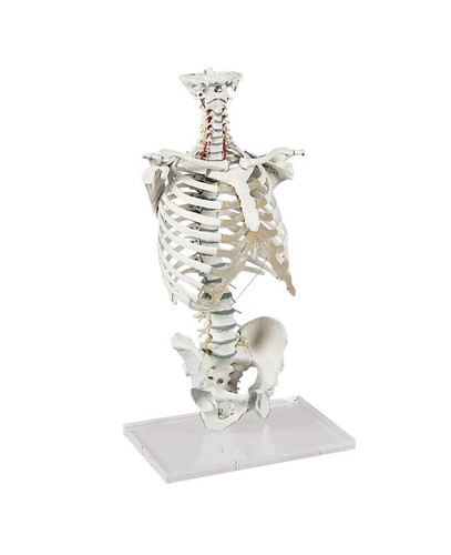 Modello anatomico colonna - modello, anatomico,