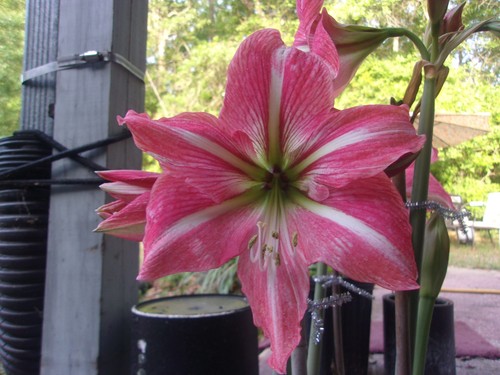 Semi amaryllis river - 15, amaryllis,