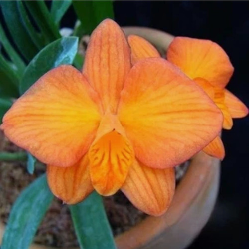 Specie orchidea sofronite - specie,