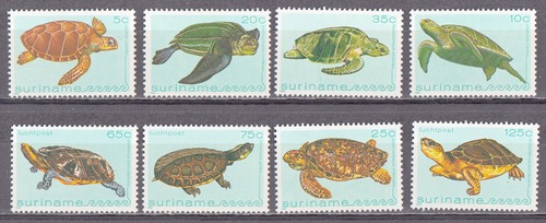 Suriname set tartarughe - set, di
