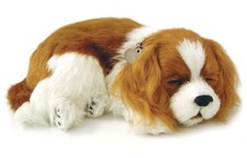 Cavalier King Charles - Il