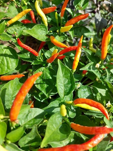 Peperoncino piri - peperoncino,