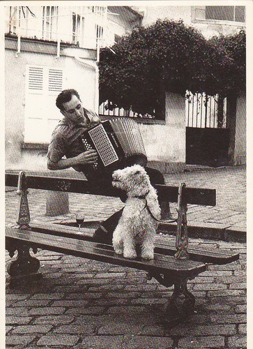 Cartolina fox terrier - fox,