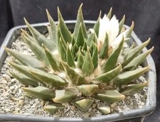 ARIOCARPUS TRIGONUS VERY OLD from seed 16 CM!!! euphorbia aztekium copiapoa