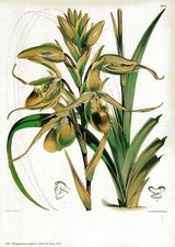 Phragmipedium longifolium e - phragmipedium,