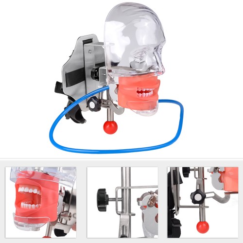 Simulatore dentale manichino - simulatore,