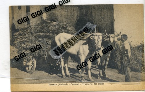Firenze carro trainato - , dai